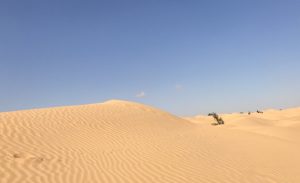 Read more about the article Driving in the dunes, oasis, Camp Abdelmoula