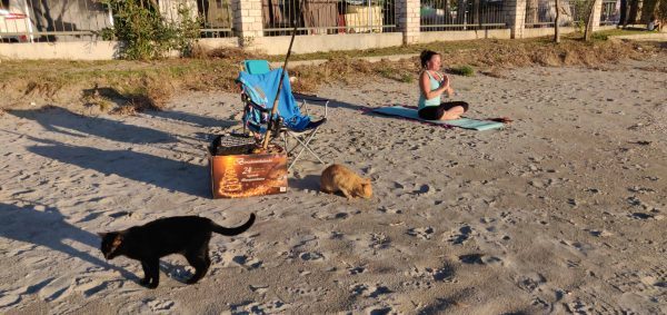 Yoga on the beach with a lot of cats
