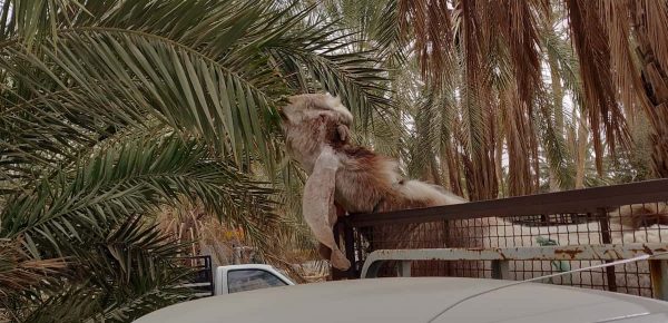 A goat eating from the palm tree