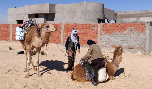 Ahmad and Walid are starting to pack everything on the dromedaries