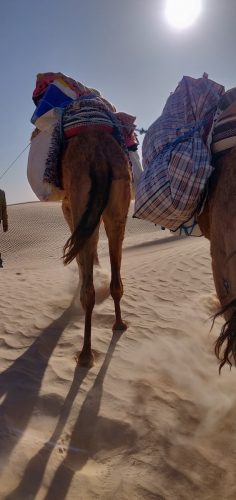 Dromedaries in the Sahara